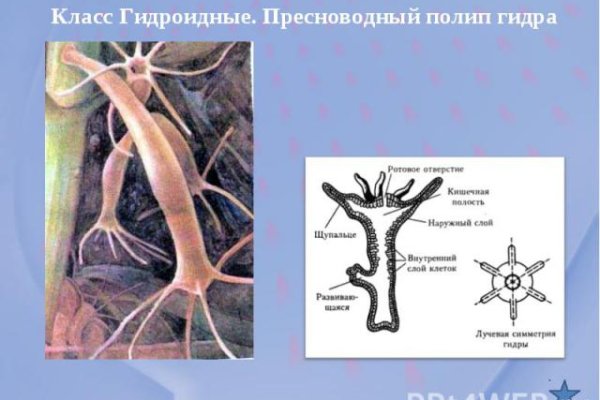 Кракен последние ссылки